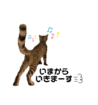 子猫のダンくん（個別スタンプ：14）
