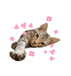 子猫のダンくん（個別スタンプ：16）