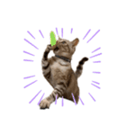 子猫のダンくん（個別スタンプ：17）