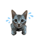 子猫のダンくん（個別スタンプ：19）