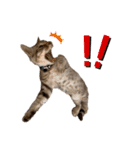 子猫のダンくん（個別スタンプ：20）