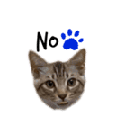 子猫のダンくん（個別スタンプ：21）