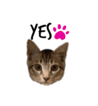 子猫のダンくん（個別スタンプ：22）