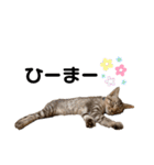 子猫のダンくん（個別スタンプ：24）