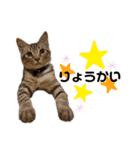 子猫のダンくん（個別スタンプ：26）