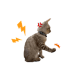子猫のダンくん（個別スタンプ：27）