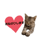 子猫のダンくん（個別スタンプ：28）