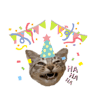子猫のダンくん（個別スタンプ：29）