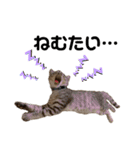 子猫のダンくん（個別スタンプ：31）