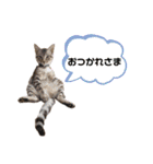 子猫のダンくん（個別スタンプ：32）