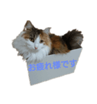 三毛猫のルルちゃん（個別スタンプ：1）