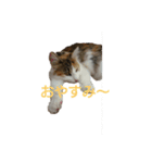 三毛猫のルルちゃん（個別スタンプ：2）
