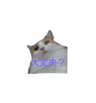 三毛猫のルルちゃん（個別スタンプ：3）