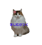 三毛猫のルルちゃん（個別スタンプ：4）