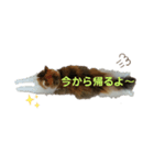 三毛猫のルルちゃん（個別スタンプ：5）
