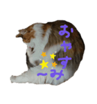 三毛猫のルルちゃん（個別スタンプ：6）