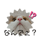 三毛猫のルルちゃん（個別スタンプ：7）