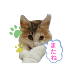 三毛猫のルルちゃん（個別スタンプ：8）