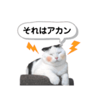白黒ネコの日常パート6（個別スタンプ：23）