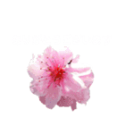 日常に使える彩り花スタンプ(敬語ver)（個別スタンプ：2）