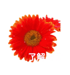 日常に使える彩り花スタンプ(敬語ver)（個別スタンプ：3）