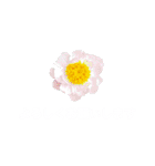 日常に使える彩り花スタンプ(敬語ver)（個別スタンプ：5）