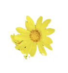 日常に使える彩り花スタンプ(敬語ver)（個別スタンプ：6）
