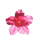 日常に使える彩り花スタンプ(敬語ver)（個別スタンプ：7）