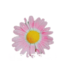 日常に使える彩り花スタンプ(敬語ver)（個別スタンプ：8）