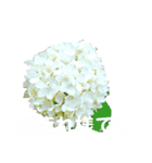 日常に使える彩り花スタンプ(敬語ver)（個別スタンプ：9）