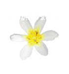 日常に使える彩り花スタンプ(敬語ver)（個別スタンプ：10）