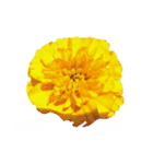 日常に使える彩り花スタンプ(敬語ver)（個別スタンプ：13）