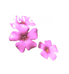 日常に使える彩り花スタンプ(敬語ver)（個別スタンプ：14）