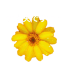 日常に使える彩り花スタンプ(敬語ver)（個別スタンプ：16）