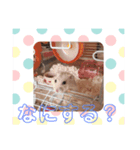姫菜たんスタンプ（個別スタンプ：7）
