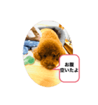 オバメです！（個別スタンプ：2）