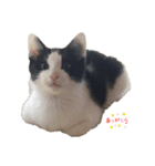 コッコロん（個別スタンプ：1）