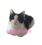 コッコロん（個別スタンプ：4）