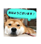 柴犬さくらの のんびりスタンプ。（個別スタンプ：1）