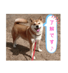 柴犬さくらの のんびりスタンプ。（個別スタンプ：2）