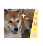 柴犬さくらの のんびりスタンプ。（個別スタンプ：3）