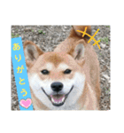 柴犬さくらの のんびりスタンプ。（個別スタンプ：4）