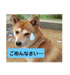 柴犬さくらの のんびりスタンプ。（個別スタンプ：5）