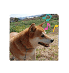 柴犬さくらの のんびりスタンプ。（個別スタンプ：6）