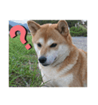 柴犬さくらの のんびりスタンプ。（個別スタンプ：7）
