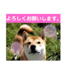 柴犬さくらの のんびりスタンプ。（個別スタンプ：8）