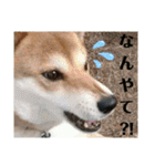 柴犬さくらの のんびりスタンプ。（個別スタンプ：9）