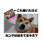 柴犬さくらの のんびりスタンプ。（個別スタンプ：10）