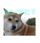柴犬さくらの のんびりスタンプ。（個別スタンプ：11）