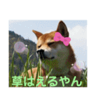 柴犬さくらの のんびりスタンプ。（個別スタンプ：12）